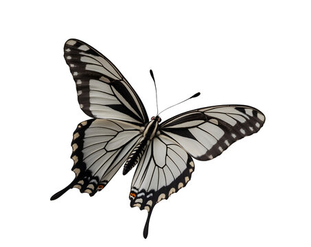 Elegant zebra longwing butterfly gracefully in flight revealing intricate wing patterns and delicate details capturing the essence of nature's beauty and transformation