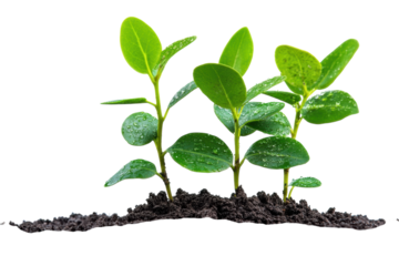 Thriving green seedlings sprout showcasing vibrant new life and growth against a stark black on transparent background