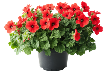 Vibrant red Calibrachoa flowers in full bloom a captivating display of summer color against a on transparent background