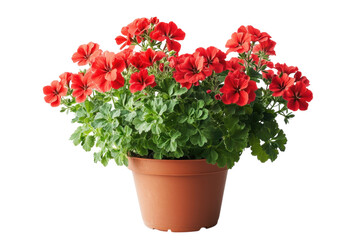 Vibrant red geraniums in a terracotta pot a splash of color against a black background on transparent background