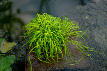An overhead photograph of a small aquatic plant, likely Lilaeopsis species (Micro Sword) or...