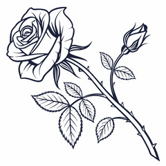 rose vector illustration