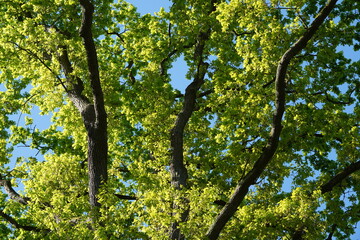 Fototapeta premium Teilaufnahme einer alten Stieleiche (Quercus robur) vor blauem Himmel im Frühling
