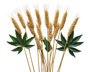 Golden Wheat and Green Leaves Arranged Artistically, Ideal for Autumn Harvest, Agriculture, and Natural Beauty Themes, Perfect for Decoration and Seasonal Design Projects