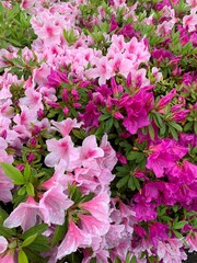 pink hydrangea flowers