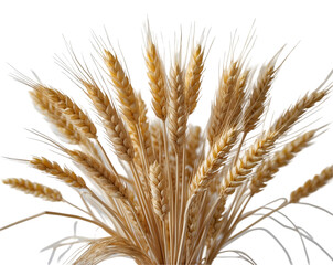 Fototapeta premium Golden Wheat Stalks Arrangement, A Rustic Charm Illustration for Autumn Decor, Agricultural Themes and Harvest Season Celebrations, and Baking Ingredient Visuals