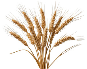 Golden wheat heads with long awns create a striking visual statement against an backdrop, symbolizing harvest and agricultural bounty, offering a unique botanical study