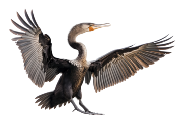 Anhinga bird with spread wings isolated on white or transparent background, png clipart