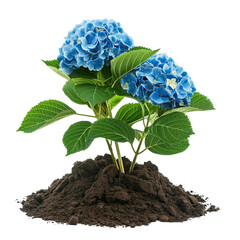 Hydrangea isolated on white or transparent background, png clipart