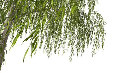 Willow trees branches shade foreground on transparent backgrounds 3d rendering png © Krit
