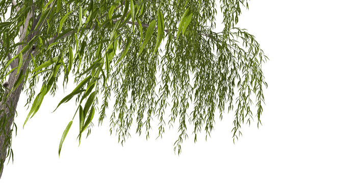 Willow trees branches shade foreground on transparent backgrounds 3d rendering png