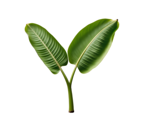 Isolated Banana Leaves with Smooth Edges, A Tropical Accent for Design and Decoration, Evoking Nature, Simplicity and Sophistication in Botanical Illustrations
