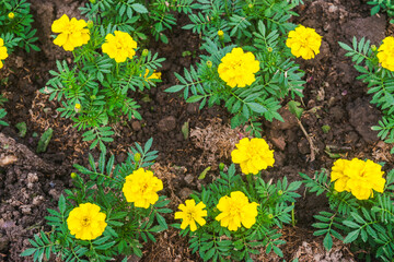 Marigold flowers
