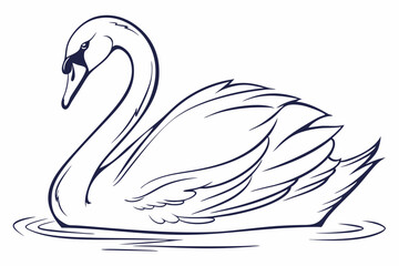 two swans on the lake