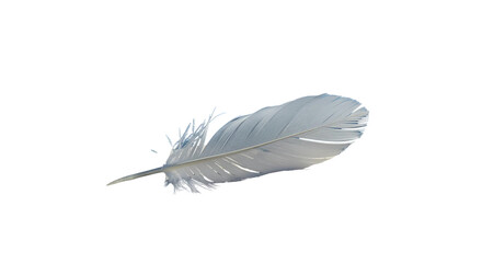 feather isolated on white background