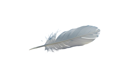 feather isolated on white background