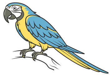 blue and yellow macaw