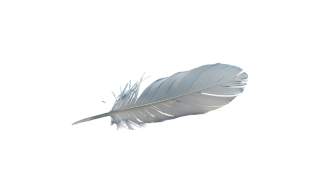feather isolated on white background