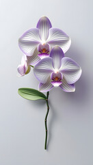 pink orchid on white background