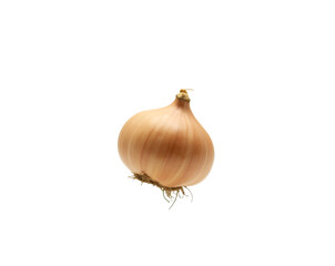 Isolated Shallot, A close up showcases the intricate texture and form of a single shallot, emphasizing its papery skin and delicate root structure against a stark setting