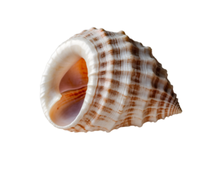 Isolated Queen Conch Shell Exhibiting Elegant Lip Details and Intricate Surface Texture, Presented Against a Clean Minimalist Aesthetic for Art and Scientific Study