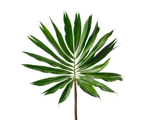 Fototapeta premium Isolated Single Green Coconut Palm Leaf, Perfect for Tropical Designs, Holiday Vacation, and Summer Decoration Projects, Ideal for Nature and Exotic Themes