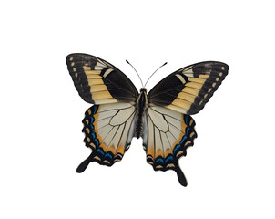 Fototapeta premium Isolated Swallowtail Butterfly displaying its intricate wing patterns, resting in a captivating, natural pose against a simple plane with an elegant and refined minimalist aesthetic