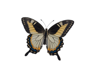 Isolated Swallowtail Butterfly displaying its intricate wing patterns, resting in a captivating, natural pose against a simple plane with an elegant and refined minimalist aesthetic