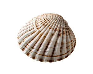 Isolated Wentletrap Shell Exhibiting Spiral Ribs and Textured Surface, Showcasing Marine Beauty and Intricate Natural Design in a Studio Setting. The Shell's Unique Morphology