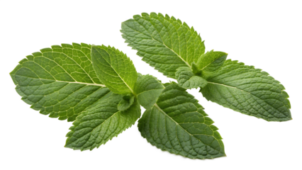 mint leaves isolated on white background