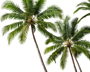 Lush Coconut Palm Canopy Displaying Fanned Leaves Against a Solid Color Promoting Tropical Relaxation and Island Paradise for Summer Vacation Vibes