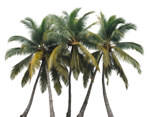 Obraz premium Lush Tropical Paradise, A Captivating Cluster of Coconut Trees Showcasing the Beauty of Island Life and Serene Coastal Scenery, Evoking Relaxation and Tranquility