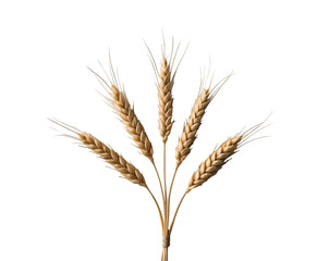Fototapeta premium Minimalist Wheat Stalk Silhouette on Isolated Setting Showcasing Simplicity and the Beauty of Nature's Design with Elegance and Artistic Flair
