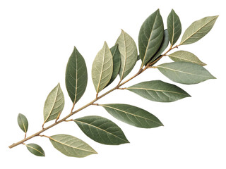 Fototapeta premium green leaves isolated on white background.