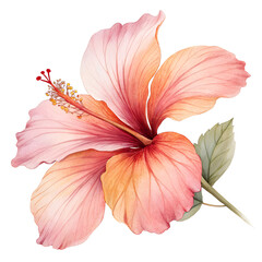 Watercolor Tropical Flower isolated on transparent background