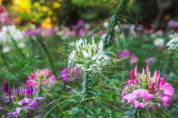 Spiny spiderflower | Cleome spinosa