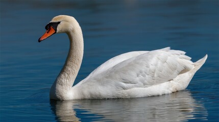 Serene Swan Reflection: Graceful Bird on Calm Water