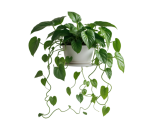 Pothos Plant with Trailing Vines in Pot showcasing vibrant green foliage, lush growth, and the beauty of indoor gardening, capturing a natural and refreshing ambiance