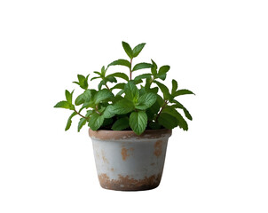 Fototapeta premium Refreshing Mint, Aromatic Green Plant in Rustic Clay Pot, Isolated for Culinary Use, Herbal Remedies, or Decorative Accents against a Neutral Backdrop