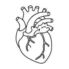 realistic heart icon, realistic heart vector illustration-simple illustration of realistic heart, perfect for realistic heart logos and icons