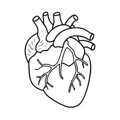 realistic human heart icon, realistic human heart vector illustration-simple illustration of realistic human heart, perfect for realistic human heart logos and icons
