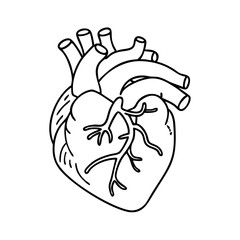 realistic human heart icon, realistic human heart vector illustration-simple illustration of realistic human heart, perfect for realistic human heart logos and icons