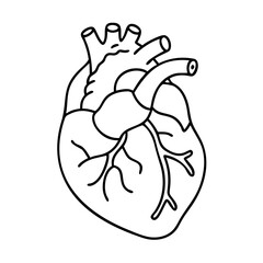 realistic human heart ivcon icon, realistic human heart ivcon vector illustration-simple illustration of realistic human heart ivcon, perfect for realistic human heart ivcon logos and icons