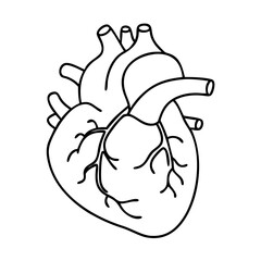 Fototapeta premium realistic human heart ivcon icon, realistic human heart ivcon vector illustration-simple illustration of realistic human heart ivcon, perfect for realistic human heart ivcon logos and icons