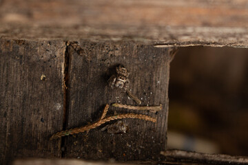 Jumping Spider on Aged Wood Surface – Macro Close-Up of Camouflaged Arachnid
