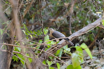 Bird perched on branch in lush greenery of forest