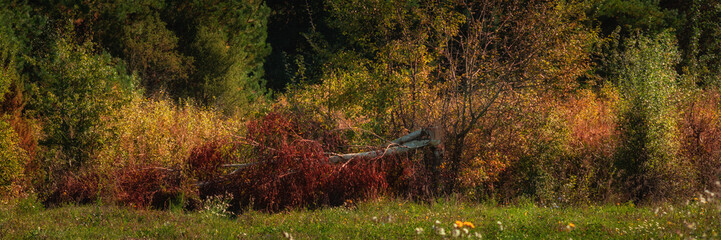 Colorful Autumn Forest with Fallen Tree in Morning Sunlight. side widescreen view in 15x5 format