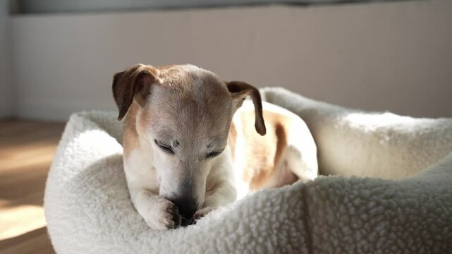 relaxed resting dog licking  paw lying in light fleece pet bed. old senior dog Jack Russell terrier hygiene cleaning paws. Cozy home atmosphere video footage 