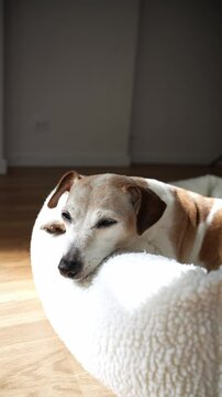 Cute sleepy eyes dog resting in sunny room. Daytime siesta break. Sleepy small white dog Jack Russell terrier resting. Older dog relaxing sunbathing closing eyes, looking at camera. Vertical video foo