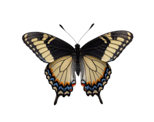 Striking Emperor Swallowtail Butterfly Exhibiting Exquisite Wing Patterns in a Perfectly Symmetrical Open Position for Scientific Illustration Purposes